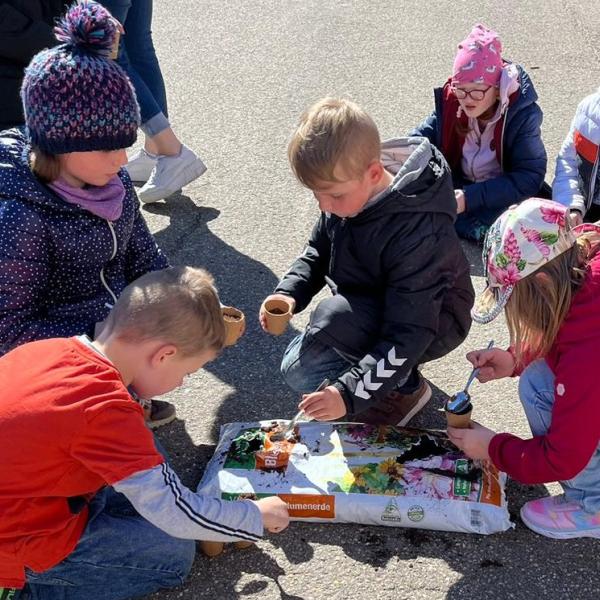 Sonnenblumen züchten