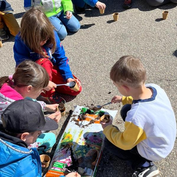 Sonnenblumen züchten