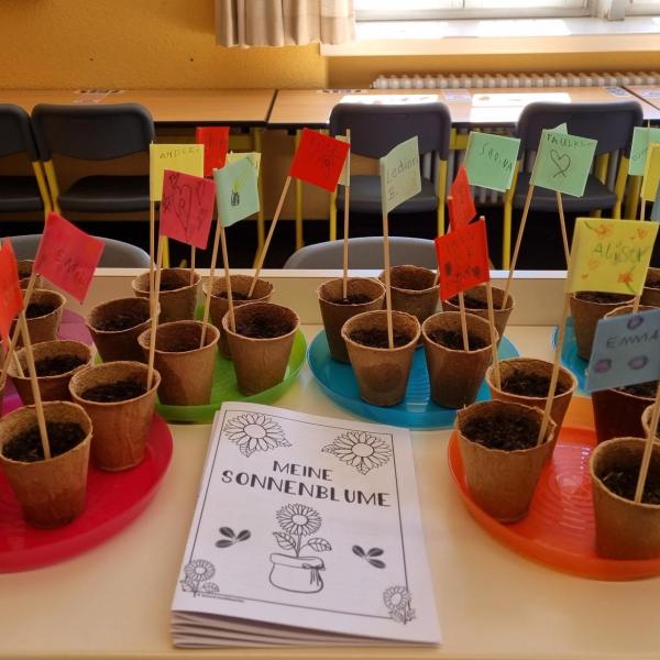 Sonnenblumen züchten